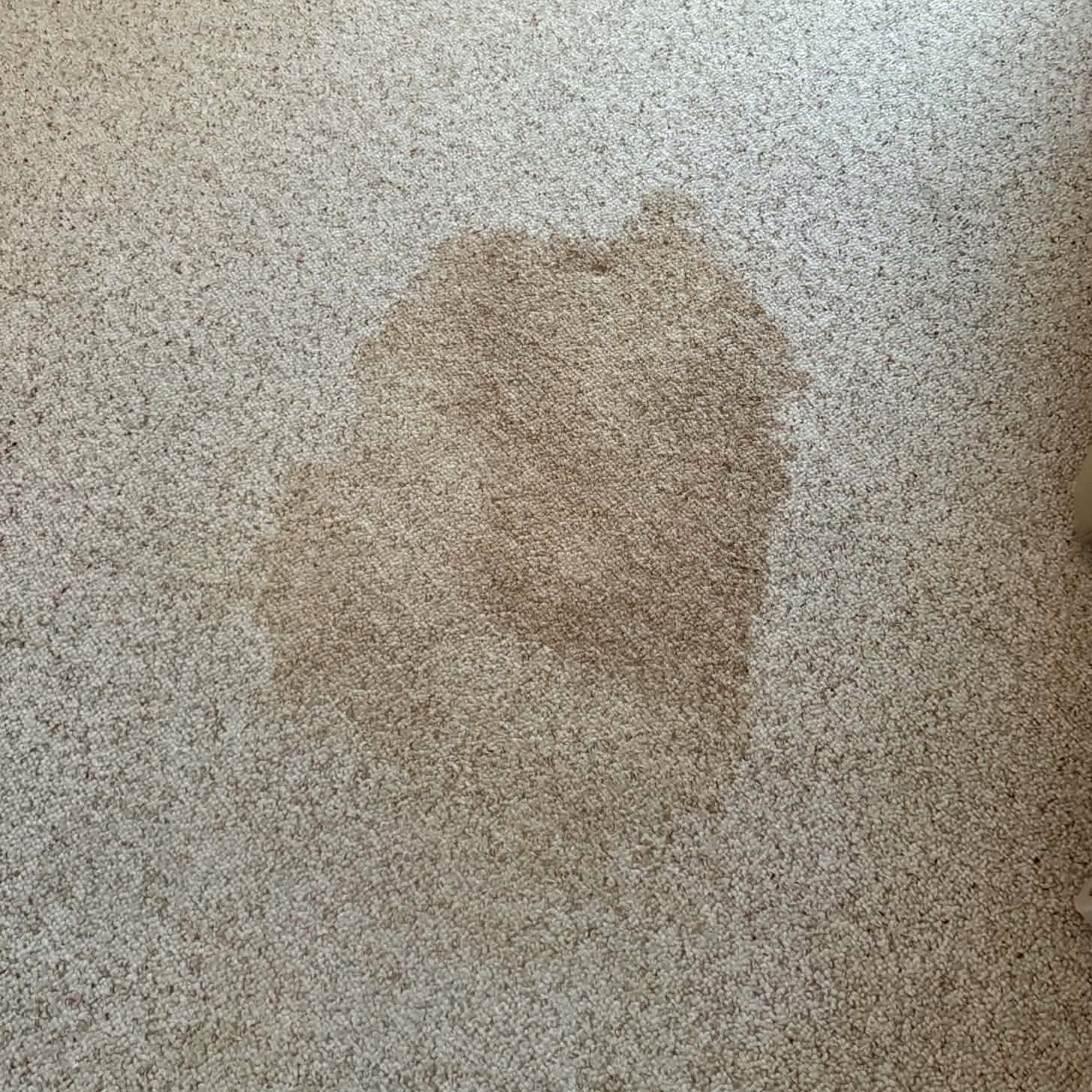 Actual carpet stain before professional cleaning by Coastal Carpet Steaming